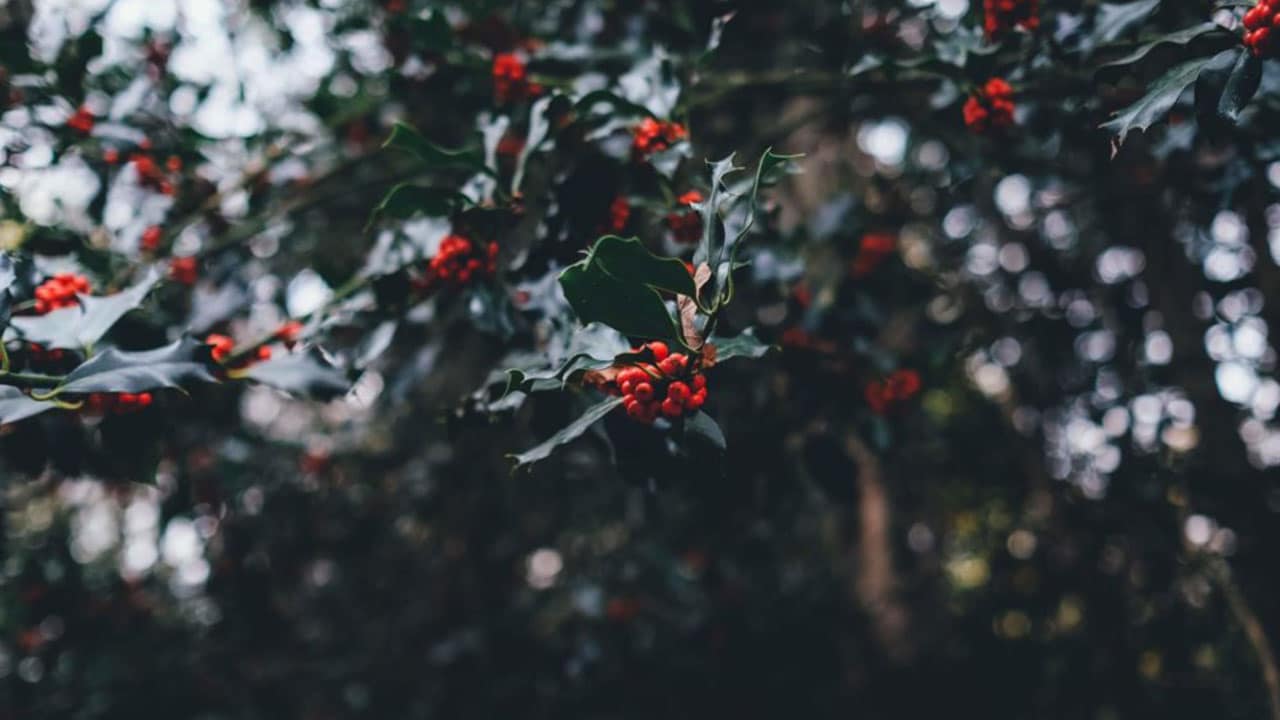 Holly leaves with berries