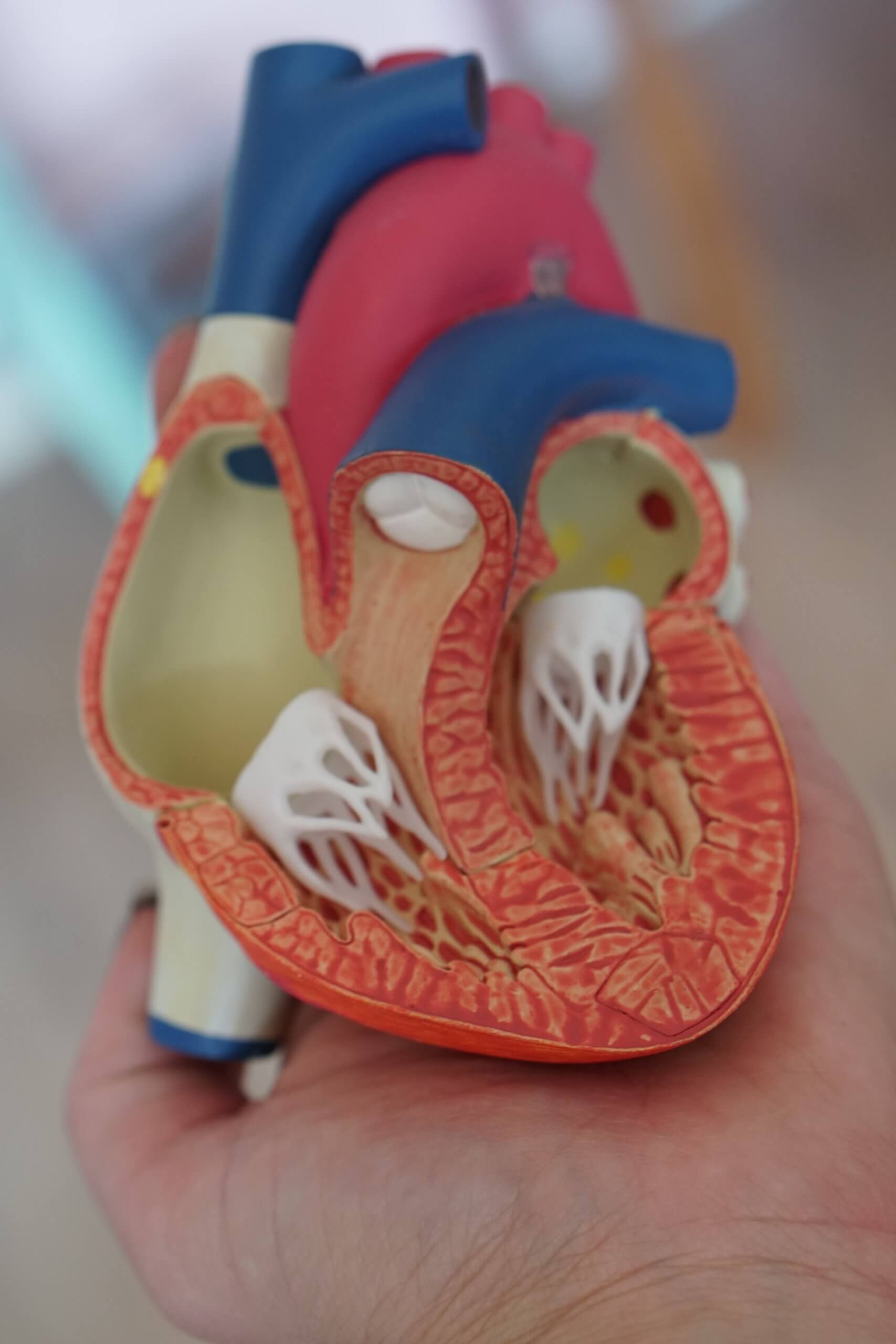 model of a heart dissected